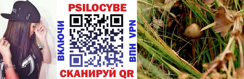 Купить  Гай  Псилоцибиновые грибы Cubensis 